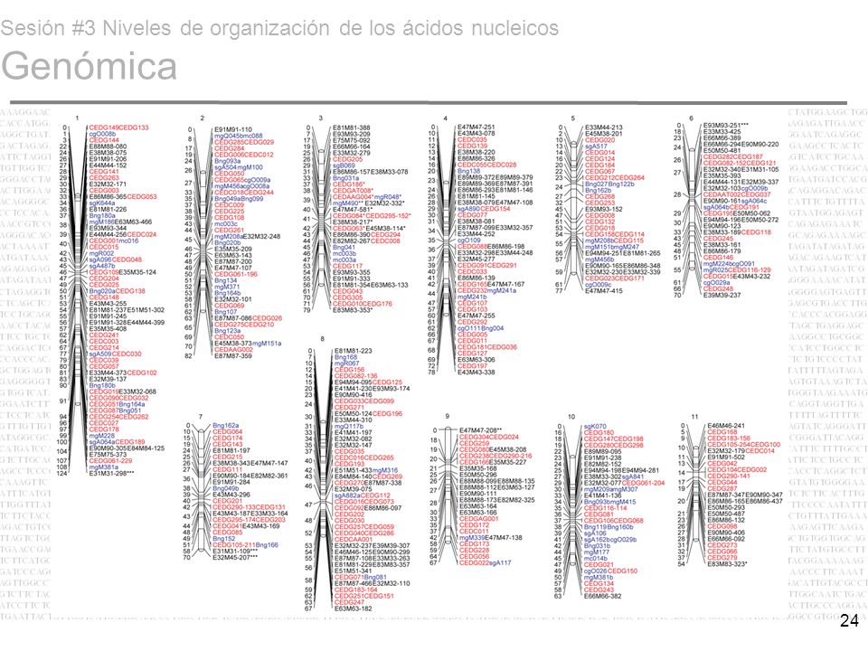 Sesión #3 Niveles de organización de los ácidos nucleicos Genómica