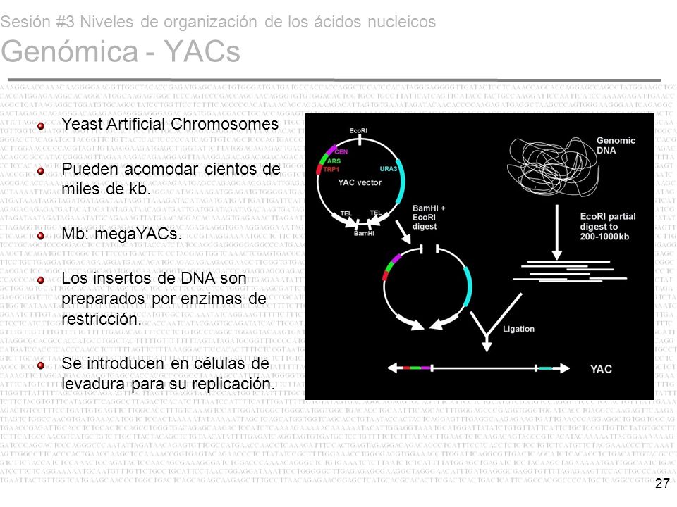 Sesión #3 Niveles de organización de los ácidos nucleicos Genómica - YACs
