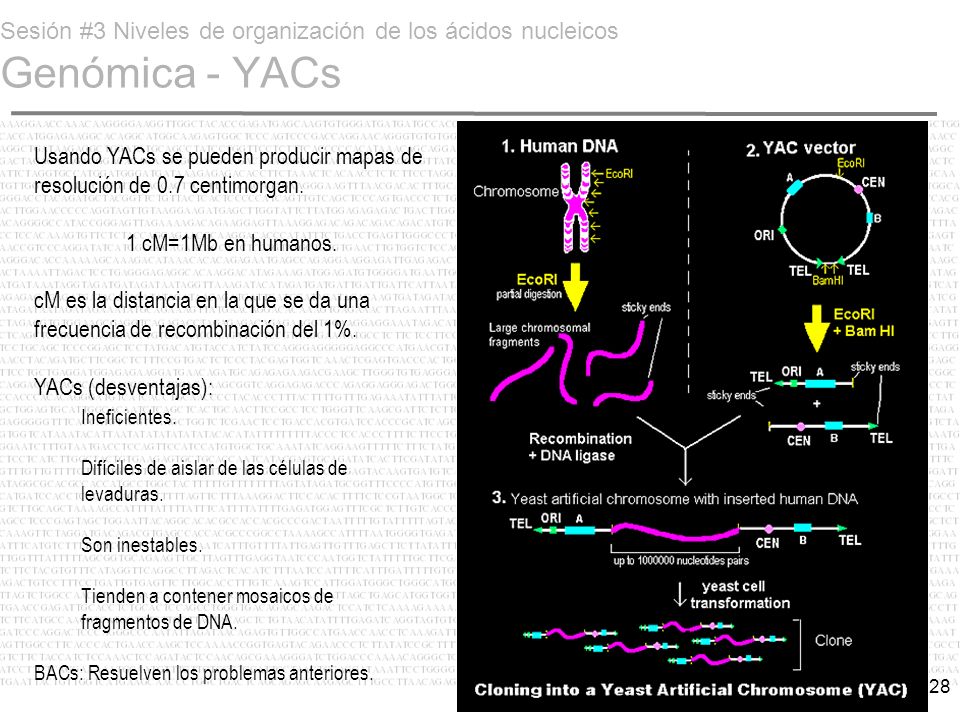 Usando YACs se pueden producir mapas de resolución de 0.7 centimorgan.