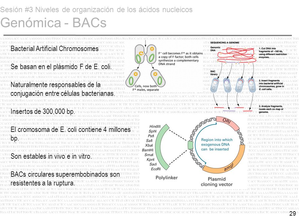 Sesión #3 Niveles de organización de los ácidos nucleicos Genómica - BACs
