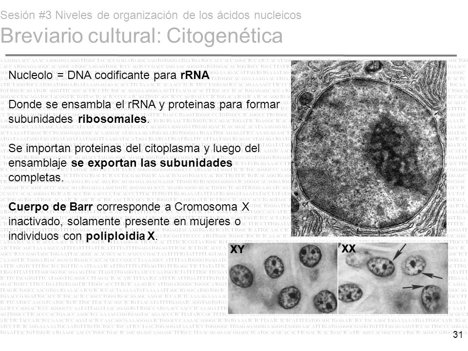 Sesión #3 Niveles de organización de los ácidos nucleicos Breviario cultural: Citogenética