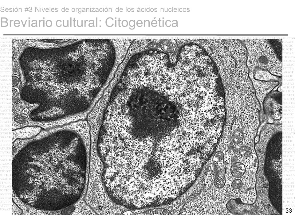 Sesión #3 Niveles de organización de los ácidos nucleicos Breviario cultural: Citogenética