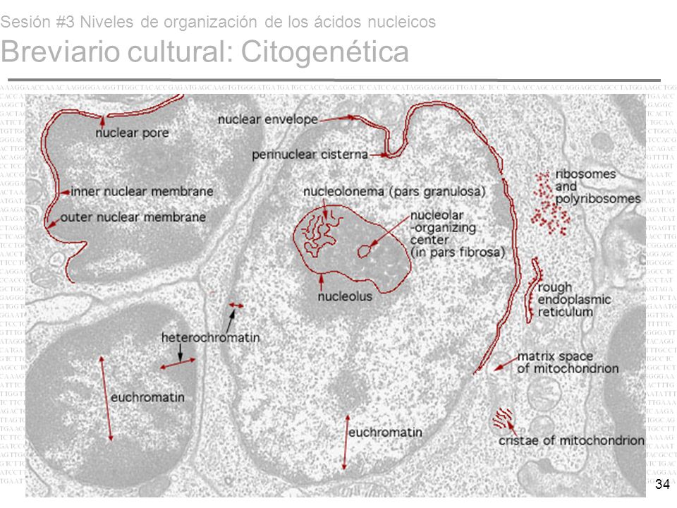 Sesión #3 Niveles de organización de los ácidos nucleicos Breviario cultural: Citogenética