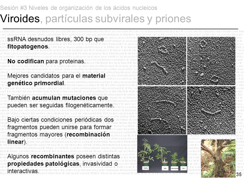 Sesión #3 Niveles de organización de los ácidos nucleicos Viroides, partículas subvirales y priones