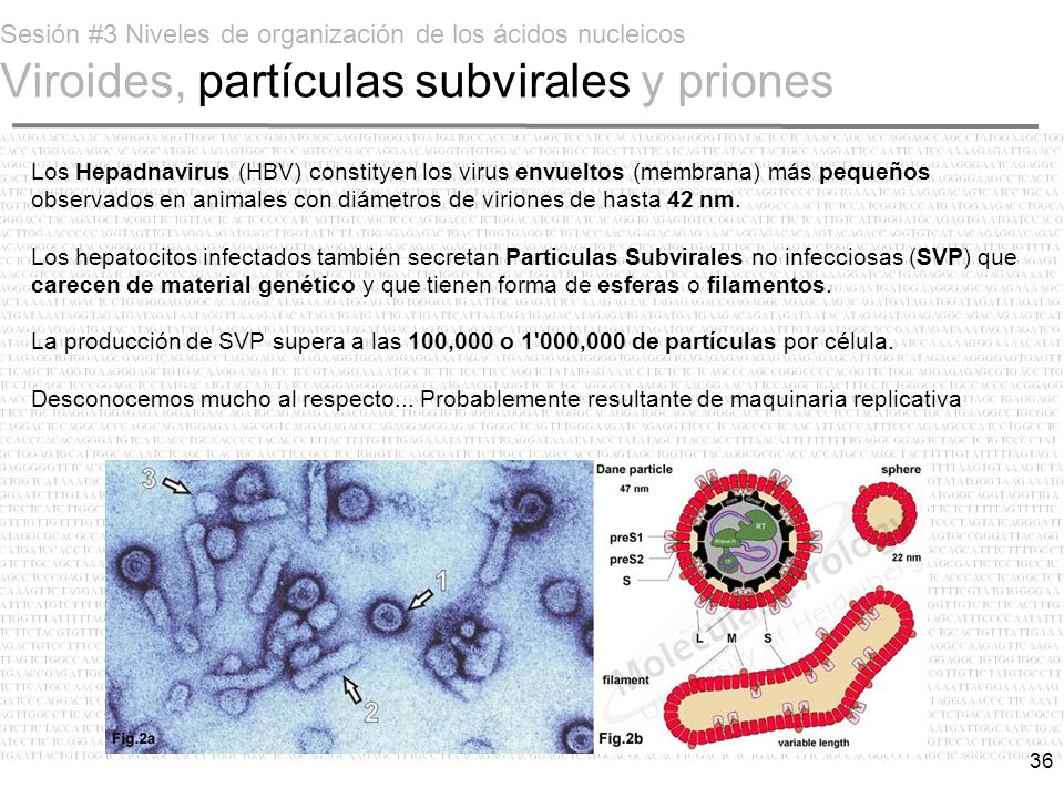 Sesión #3 Niveles de organización de los ácidos nucleicos Viroides, partículas subvirales y priones