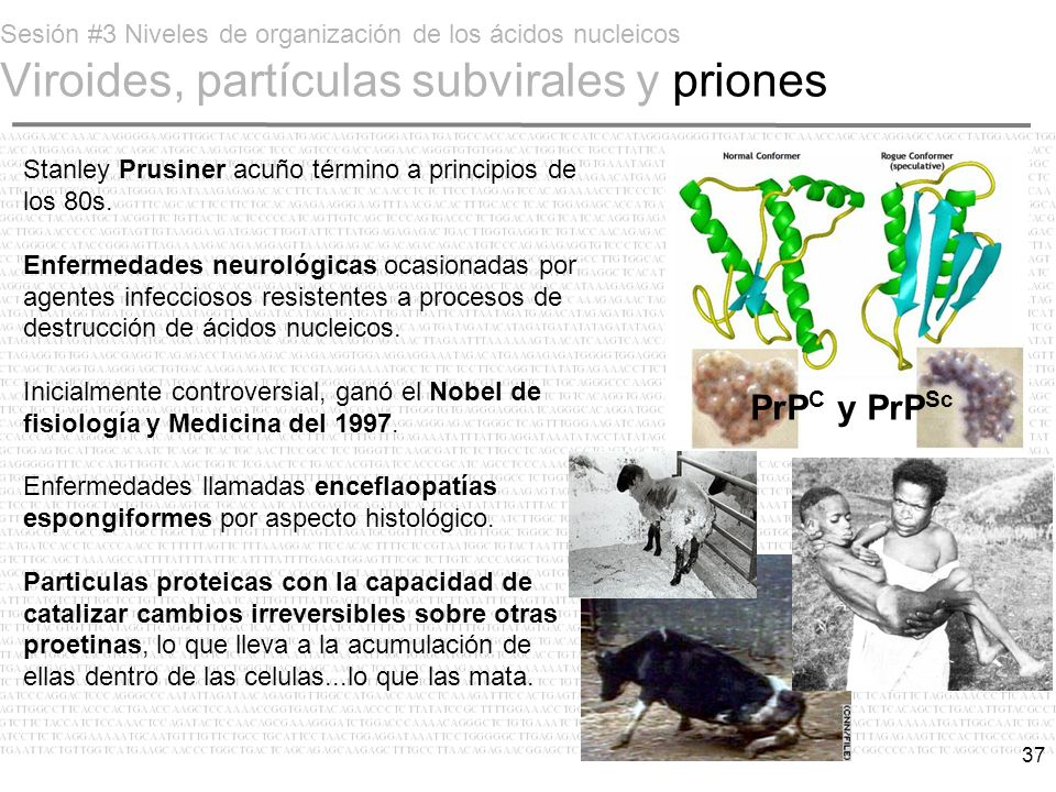 Sesión #3 Niveles de organización de los ácidos nucleicos Viroides, partículas subvirales y priones