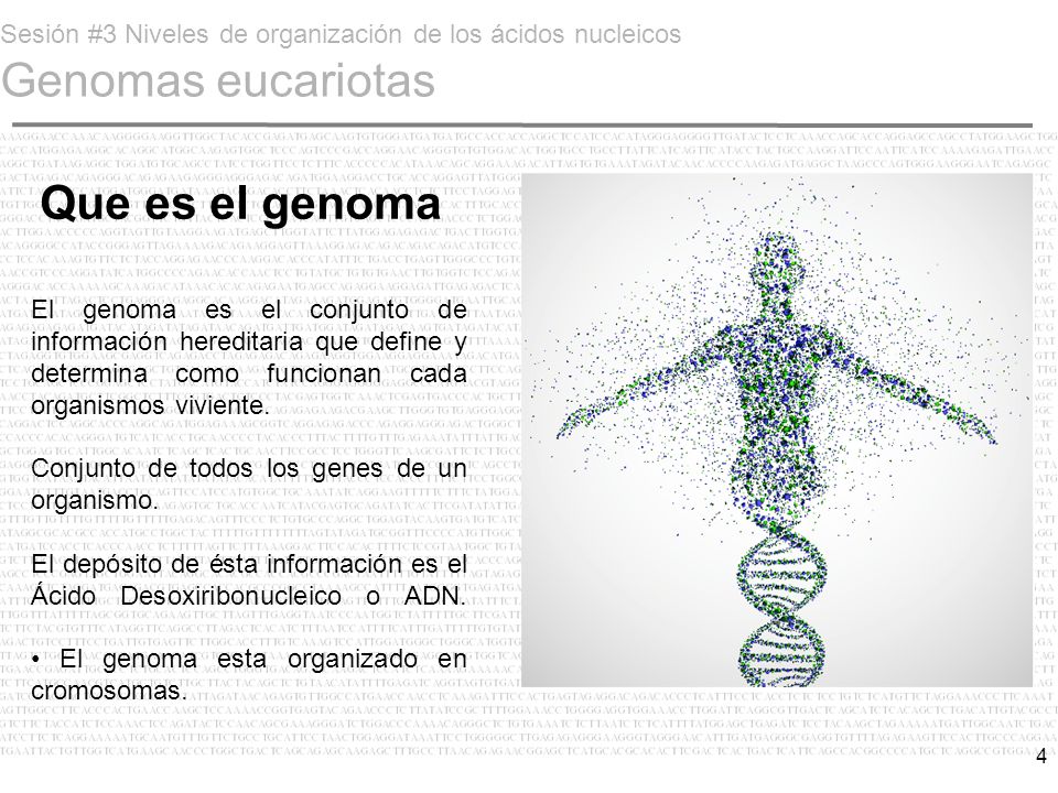 Sesión #3 Niveles de organización de los ácidos nucleicos Genomas eucariotas