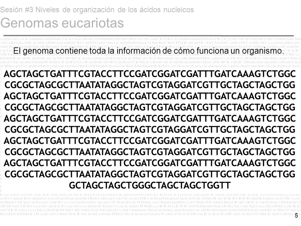 Sesión #3 Niveles de organización de los ácidos nucleicos Genomas eucariotas
