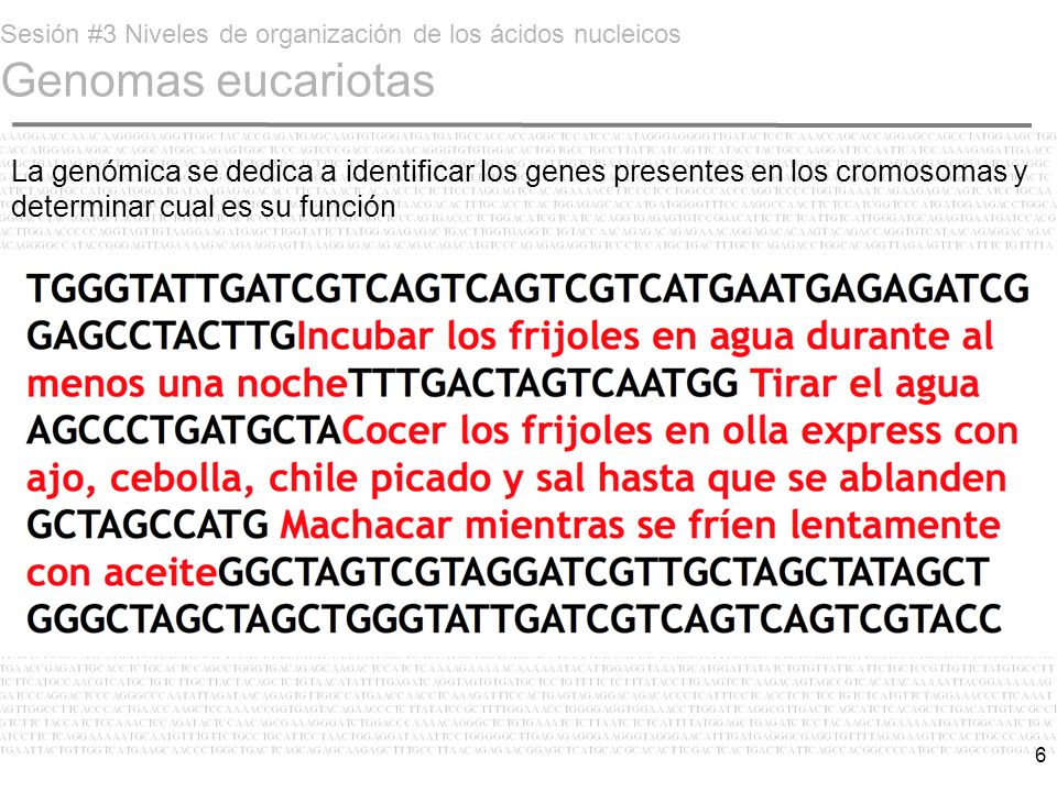 Sesión #3 Niveles de organización de los ácidos nucleicos Genomas eucariotas