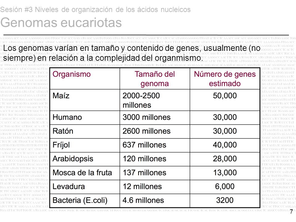 Sesión #3 Niveles de organización de los ácidos nucleicos Genomas eucariotas