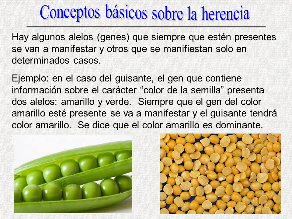 Conceptos básicos sobre la herencia