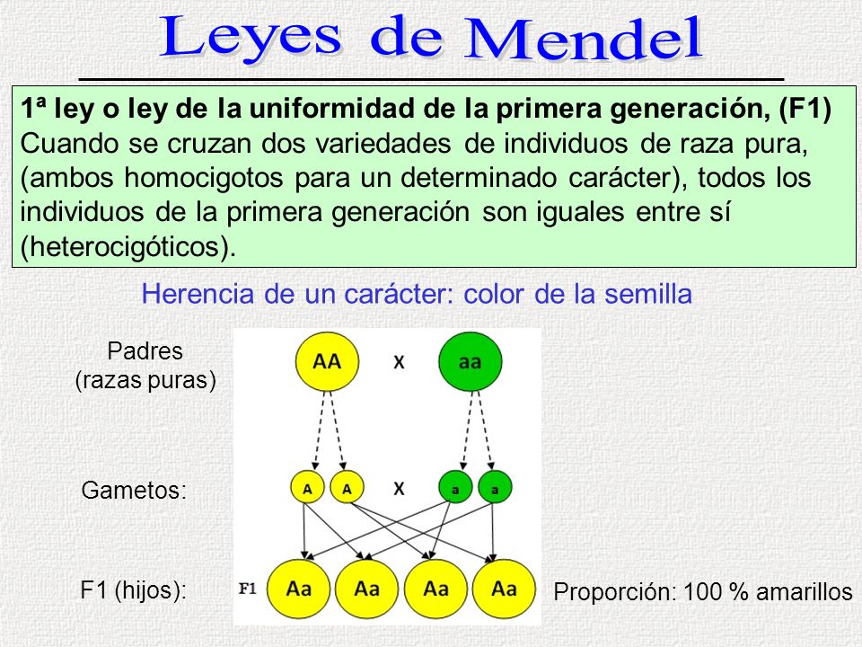Herencia de un carácter: color de la semilla