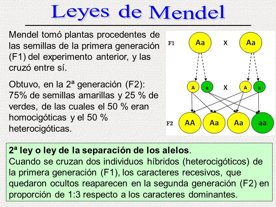 Leyes de Mendel Mendel tomó plantas procedentes de las semillas de la primera generación (F1) del experimento anterior, y las cruzó entre sí.