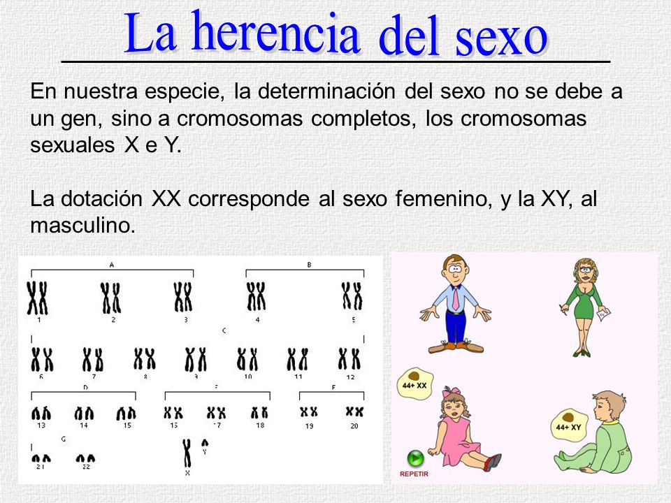 La herencia del sexo En nuestra especie, la determinación del sexo no se debe a un gen, sino a cromosomas completos, los cromosomas sexuales X e Y.