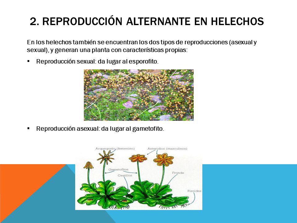 La reproducción alternante en las plantas sin semillas - ppt descargar