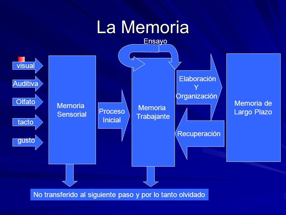 La Memoria Ensayo visual Elaboración Y Organización Memoria de