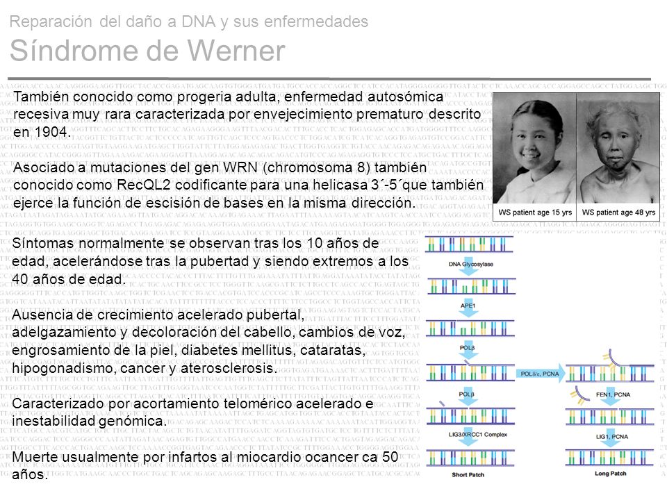 Reparación del daño a DNA y sus enfermedades Síndrome de Werner