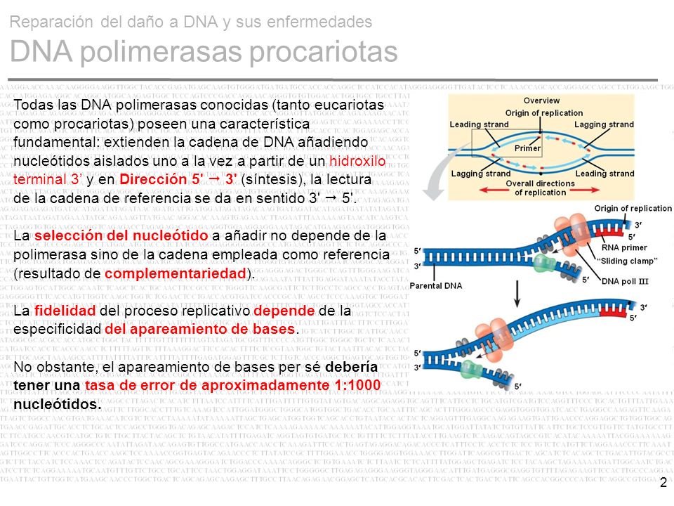 Reparación del daño a DNA y sus enfermedades DNA polimerasas procariotas