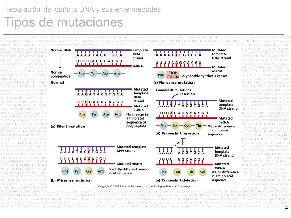 Reparación del daño a DNA y sus enfermedades Tipos de mutaciones