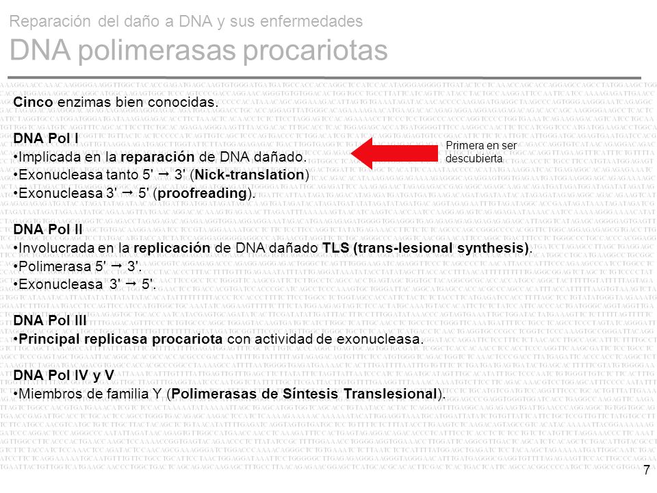 Reparación del daño a DNA y sus enfermedades DNA polimerasas procariotas