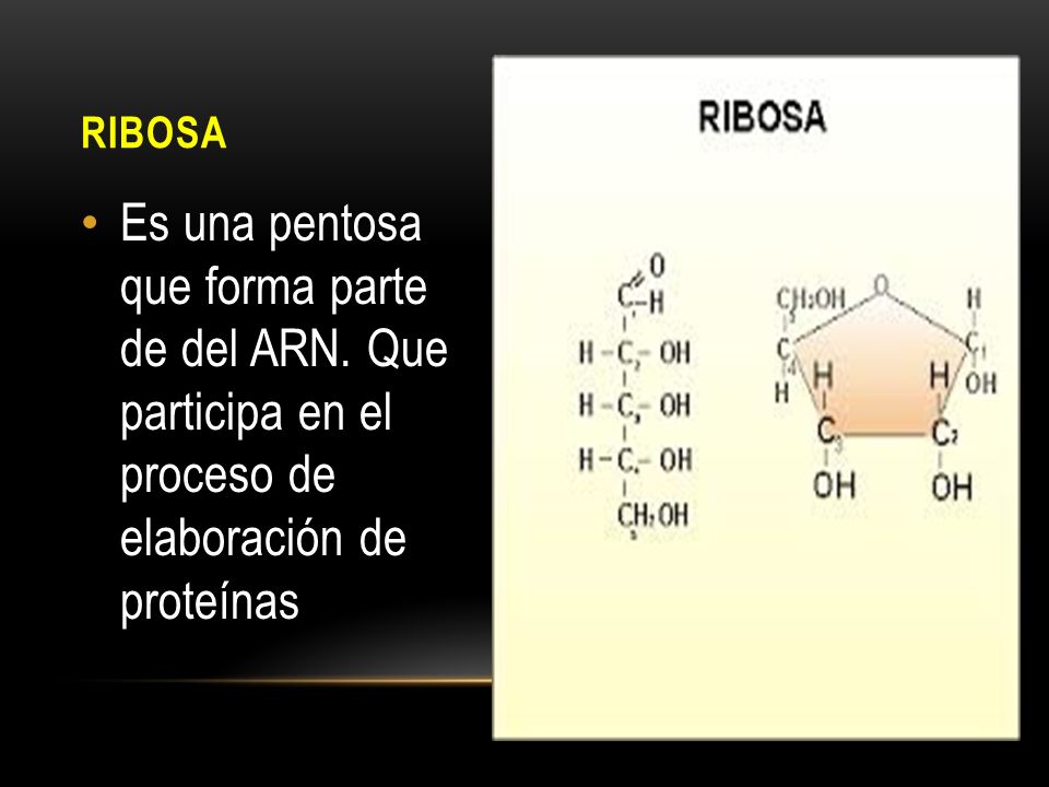 RIBOSA Es una pentosa que forma parte de del ARN.