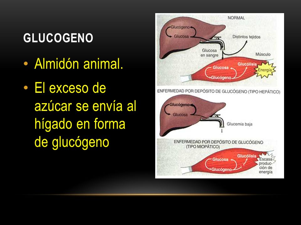 El exceso de azúcar se envía al hígado en forma de glucógeno