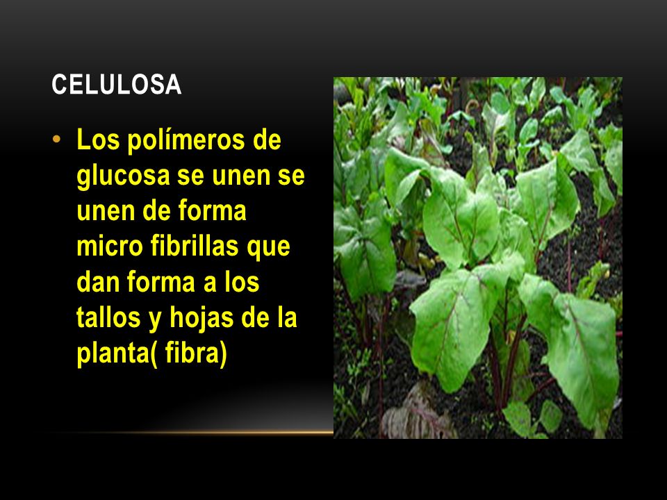 CELULOSA Los polímeros de glucosa se unen se unen de forma micro fibrillas que dan forma a los tallos y hojas de la planta( fibra)