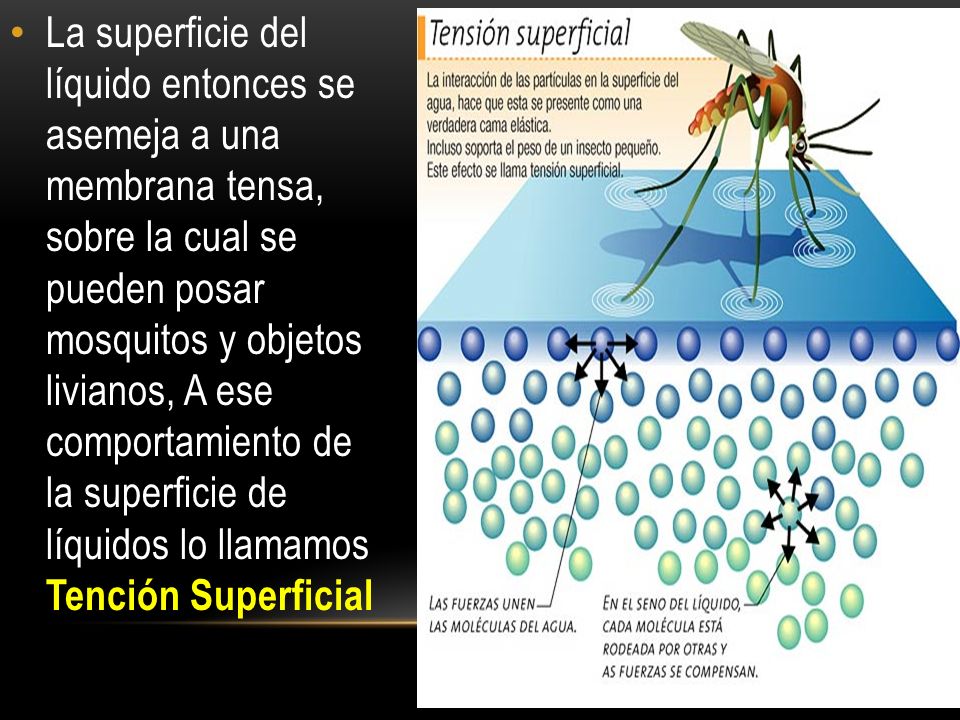 La superficie del líquido entonces se asemeja a una membrana tensa, sobre la cual se pueden posar mosquitos y objetos livianos, A ese comportamiento de la superficie de líquidos lo llamamos Tención Superficial