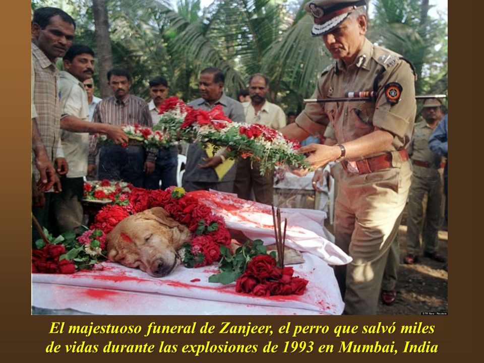 El majestuoso funeral de Zanjeer, el perro que salvó miles de vidas durante las explosiones de 1993 en Mumbai, India