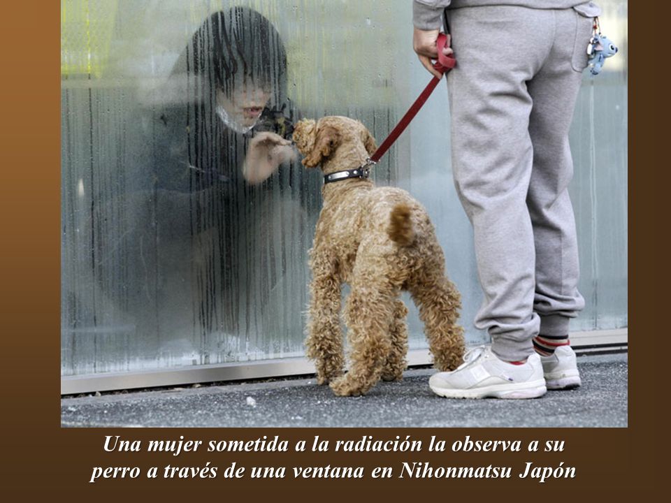 Una mujer sometida a la radiación la observa a su perro a través de una ventana en Nihonmatsu Japón
