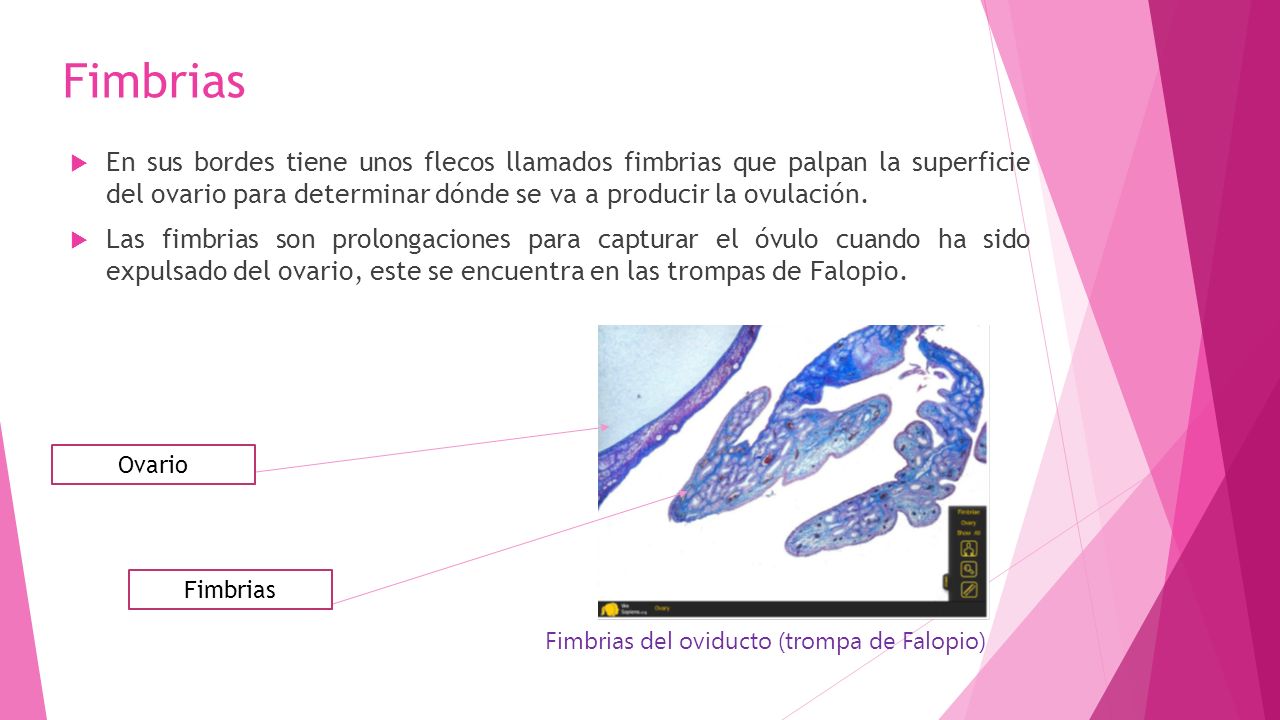 Fimbrias En sus bordes tiene unos flecos llamados fimbrias que palpan la superficie del ovario para determinar dónde se va a producir la ovulación.