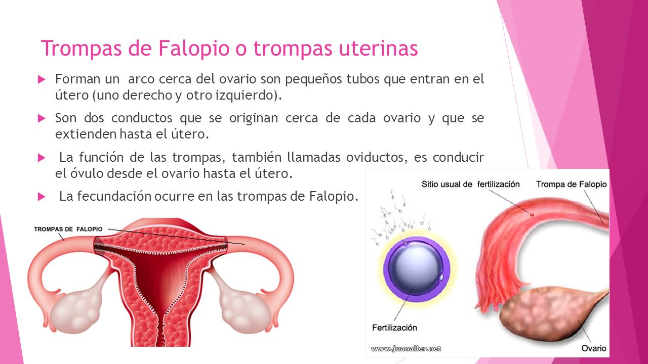 Trompas de Falopio o trompas uterinas