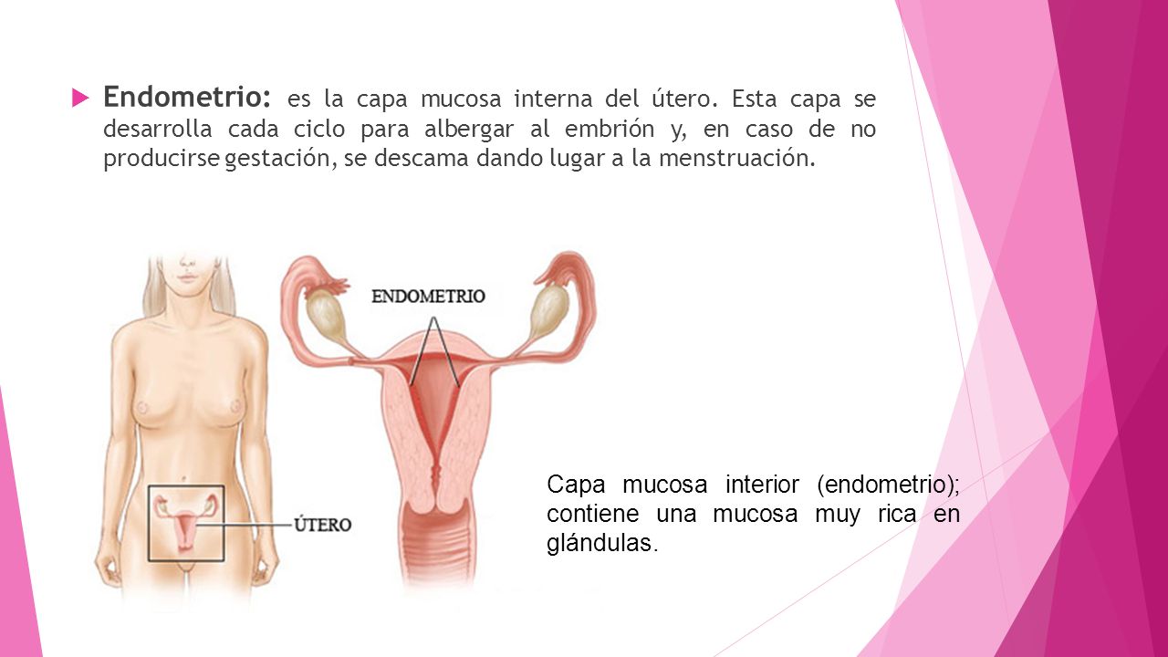 Endometrio: es la capa mucosa interna del útero