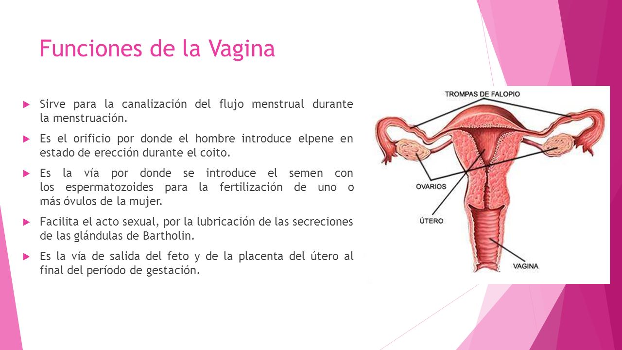 Funciones de la Vagina Sirve para la canalización del flujo menstrual durante la menstruación.