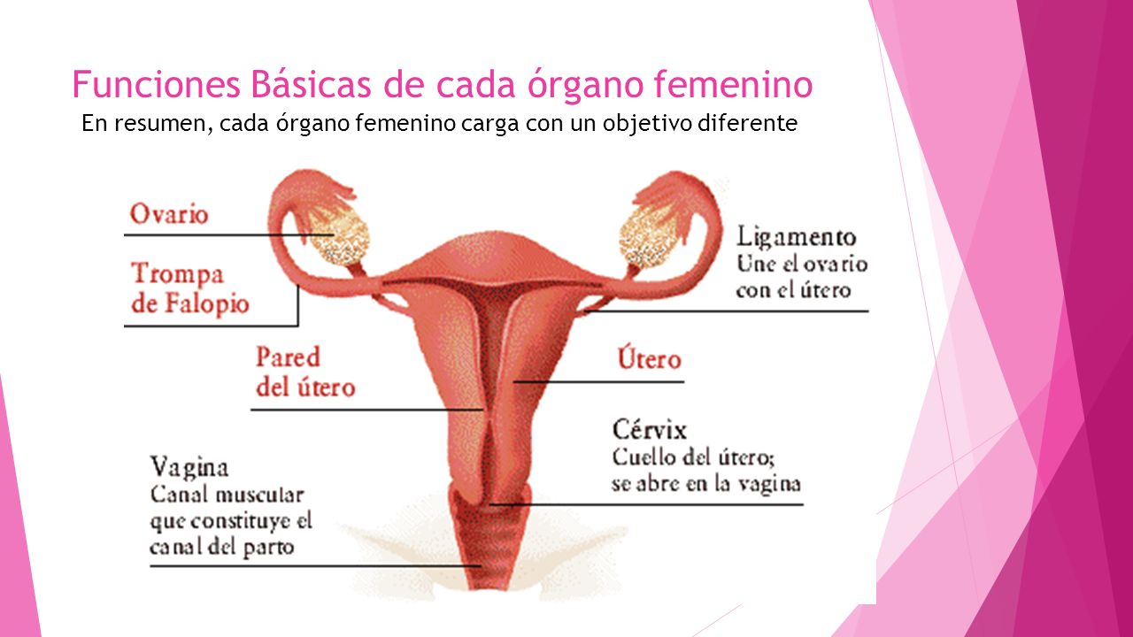Funciones Básicas de cada órgano femenino