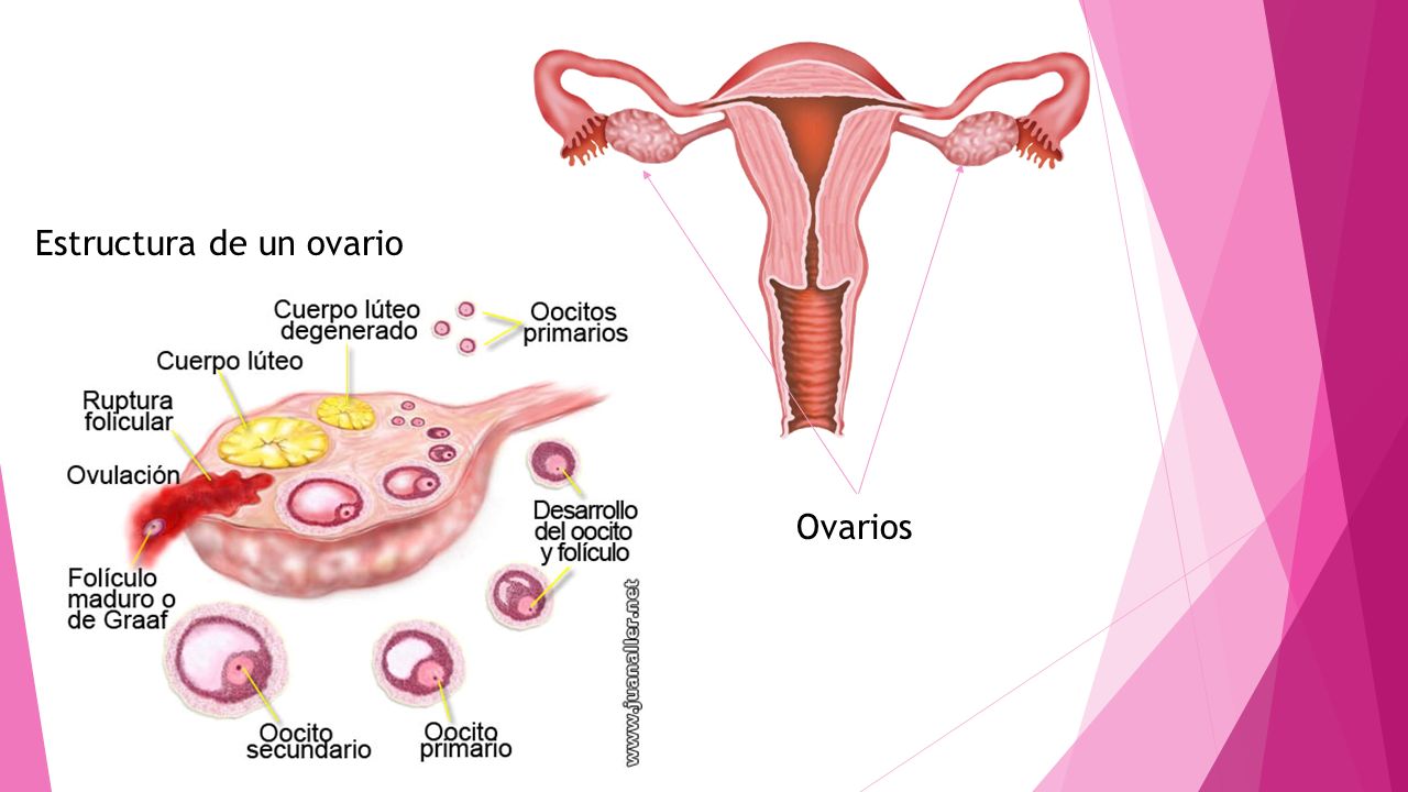 Ovarios Estructura de un ovario