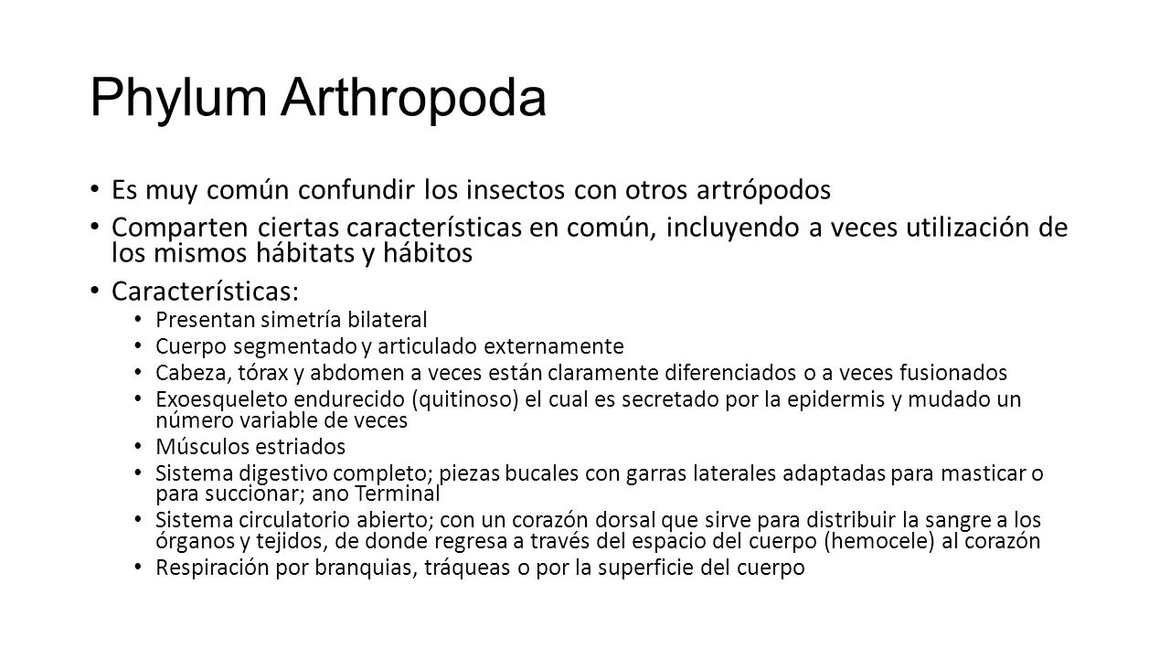 Phylum Arthropoda Es muy común confundir los insectos con otros artrópodos.