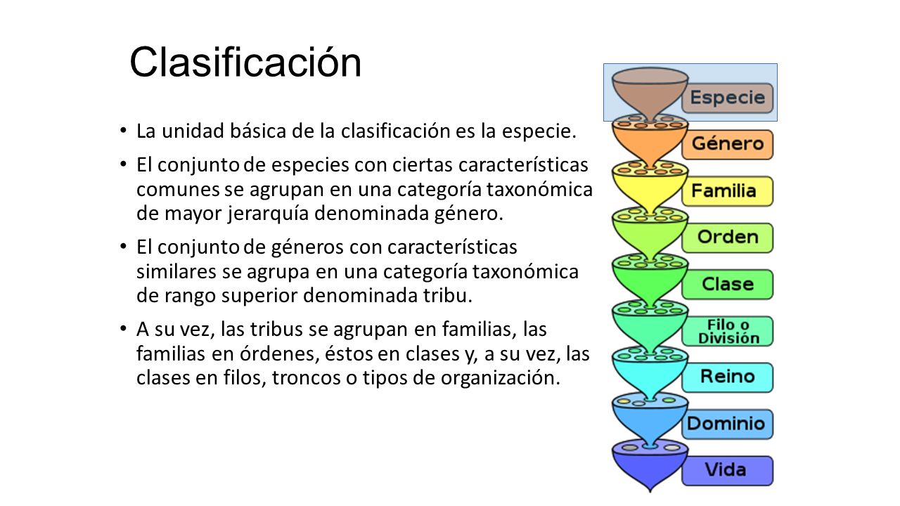 Clasificación La unidad básica de la clasificación es la especie.