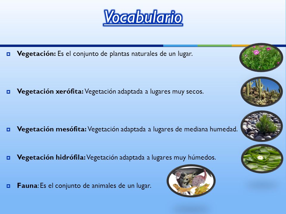 Vocabulario Vegetación: Es el conjunto de plantas naturales de un lugar. Vegetación xerófita: Vegetación adaptada a lugares muy secos.