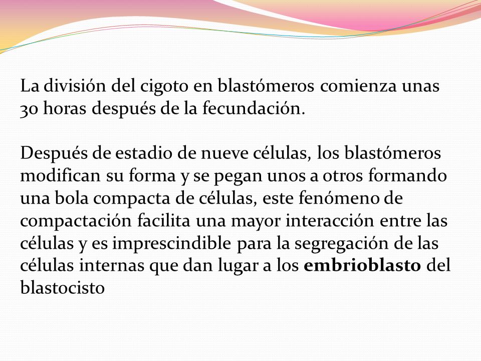 La división del cigoto en blastómeros comienza unas 30 horas después de la fecundación.