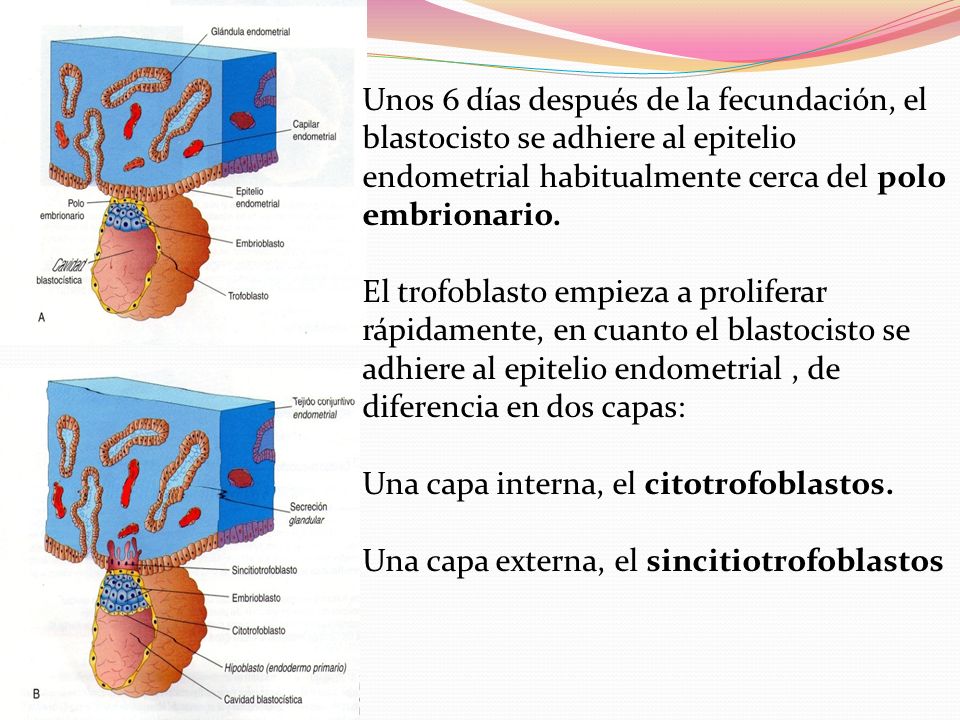 Unos 6 días después de la fecundación, el blastocisto se adhiere al epitelio endometrial habitualmente cerca del polo embrionario.