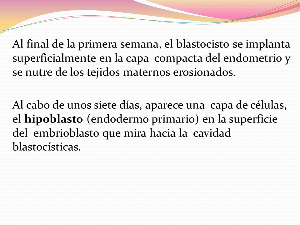 Al final de la primera semana, el blastocisto se implanta superficialmente en la capa compacta del endometrio y se nutre de los tejidos maternos erosionados.