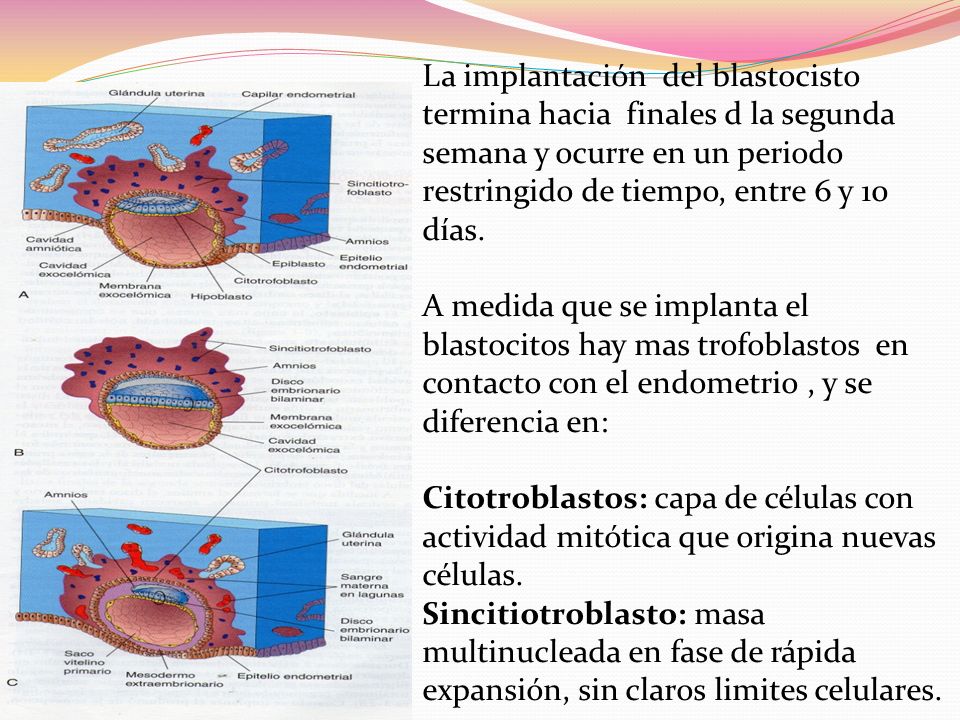 La implantación del blastocisto termina hacia finales d la segunda semana y ocurre en un periodo restringido de tiempo, entre 6 y 10 días.
