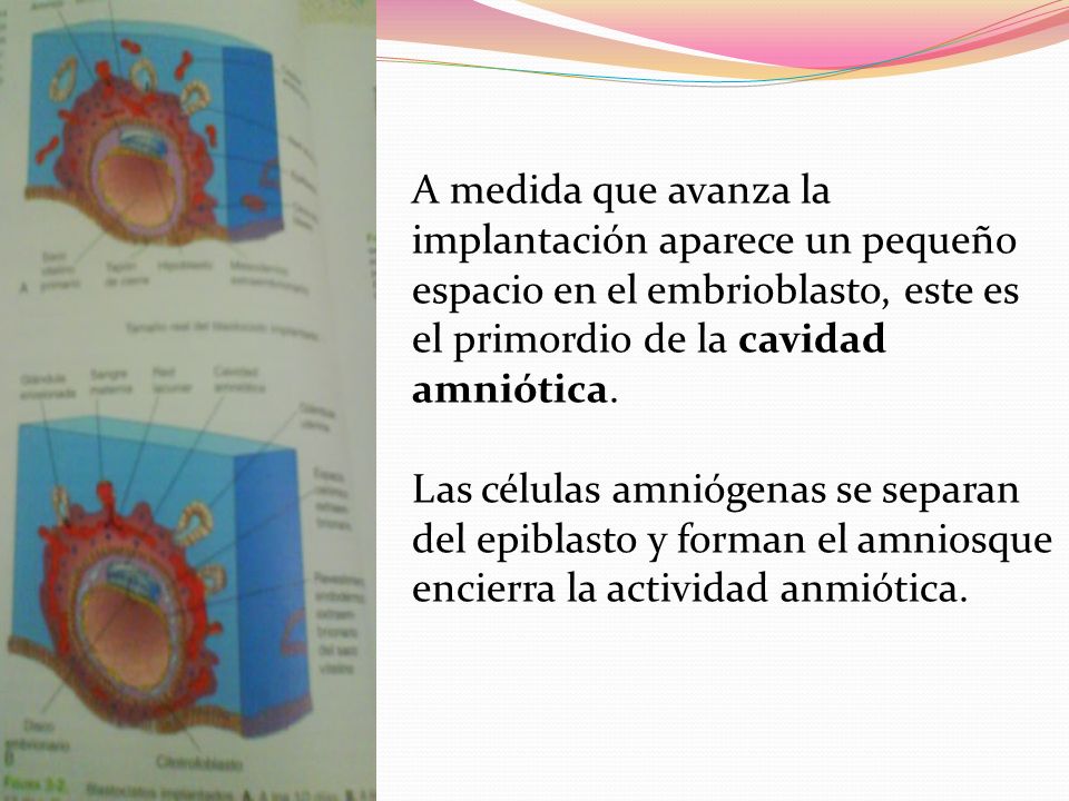 A medida que avanza la implantación aparece un pequeño espacio en el embrioblasto, este es el primordio de la cavidad amniótica.