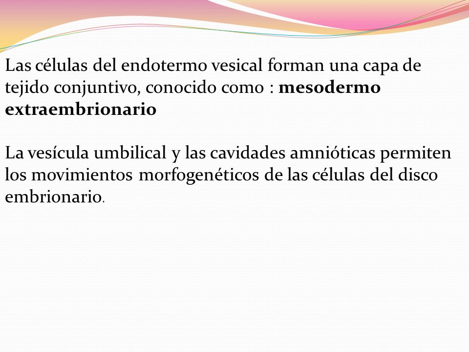 Las células del endotermo vesical forman una capa de tejido conjuntivo, conocido como : mesodermo extraembrionario