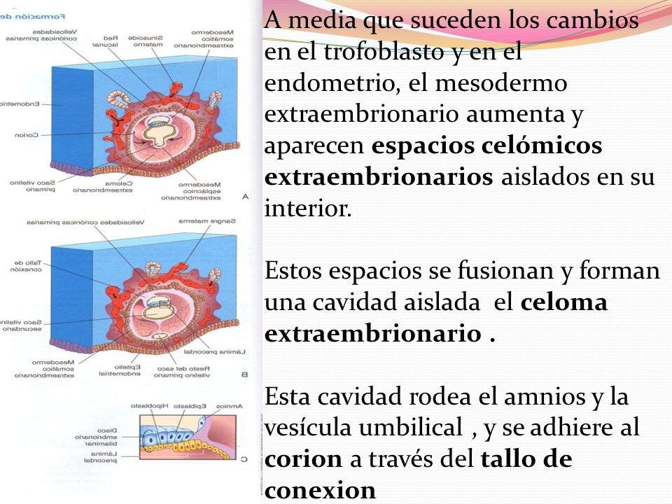 A media que suceden los cambios en el trofoblasto y en el endometrio, el mesodermo extraembrionario aumenta y aparecen espacios celómicos extraembrionarios aislados en su interior.