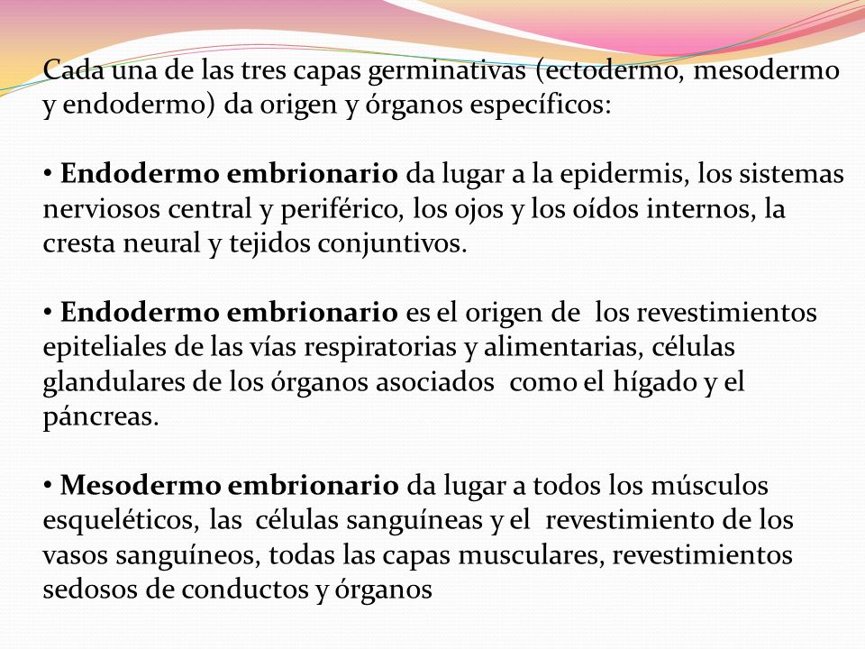 Cada una de las tres capas germinativas (ectodermo, mesodermo y endodermo) da origen y órganos específicos: