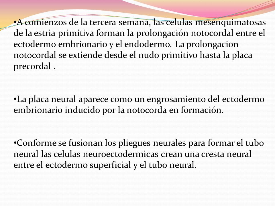 A comienzos de la tercera semana, las celulas mesenquimatosas de la estria primitiva forman la prolongación notocordal entre el ectodermo embrionario y el endodermo. La prolongacion notocordal se extiende desde el nudo primitivo hasta la placa precordal .