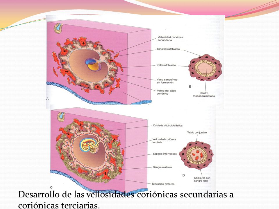 Desarrollo de las vellosidades coriónicas secundarias a coriónicas terciarias.