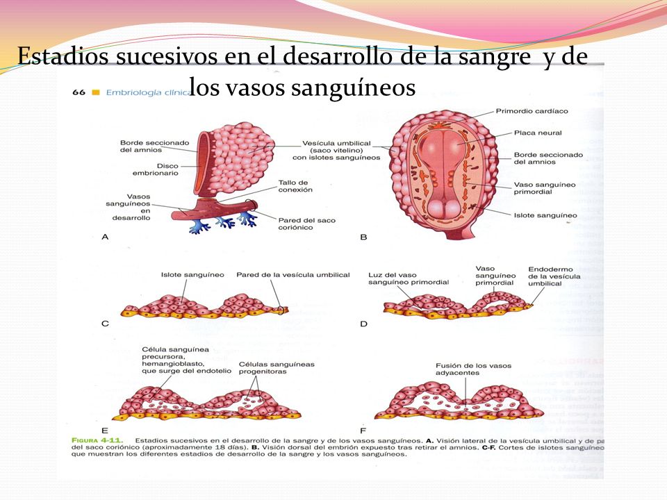 Estadios sucesivos en el desarrollo de la sangre y de los vasos sanguíneos